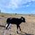 Mini Bull calf 3 thumbnail