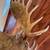 Large Moose Mount 5 thumbnail