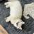 Beautiful bluepoint lynx Ragdoll 1 thumbnail
