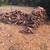 Oak Firewood 1 thumbnail