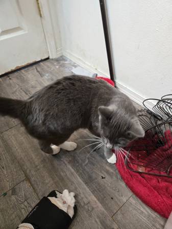 Found Cat601244527504936961