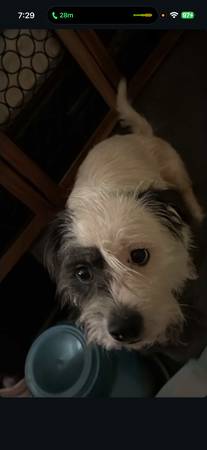 Rehoming Dogs (whittier)63953954146563120