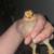 Hatching eggs 10 thumbnail