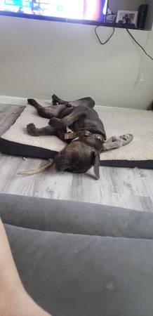 Bully XL (emeryville)63890025576833123