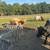 Steers 2 thumbnail