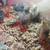 Celadon Quail Chicks 2 thumbnail