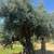 🫒 GIANT 150+ YEAR OLD SUPER GNARLY TRUNK OLIVE TREES GIANT SAVIINGS🫒 21 thumbnail
