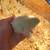 Chicks( cornish cross) 1 thumbnail
