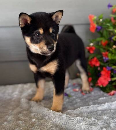 Female Shiba Inu Black/tan (Fairview)63667796301955122
