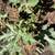 Sandria watermelon started plants 3 thumbnail
