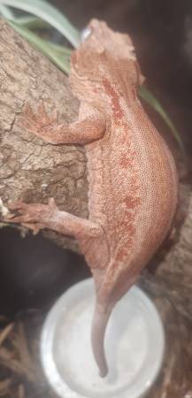 Reptiles 1