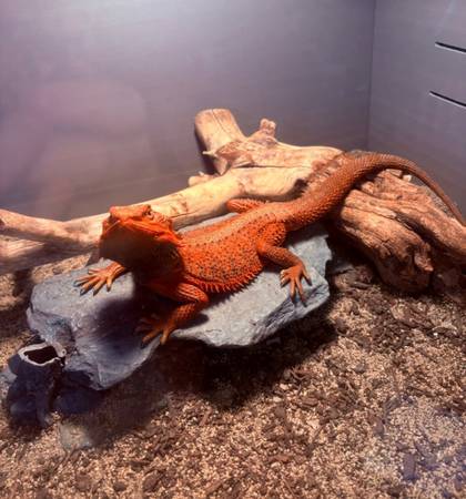Red monster bearded dragon 1