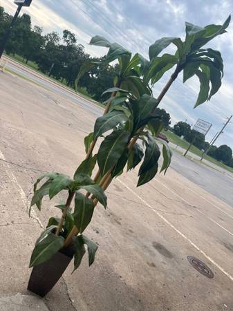 FAKE PALM 6ft 1