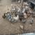 Various pullets 1 thumbnail