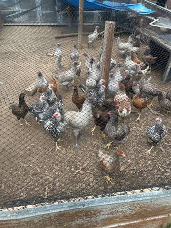 Various pullets 1