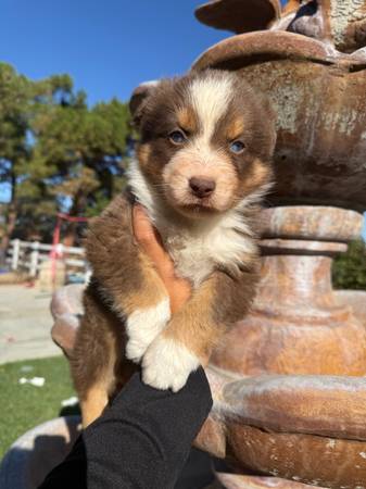 Australian shepherd 1