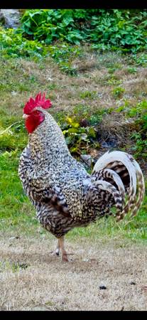 Free Rooster (Granite Falls)