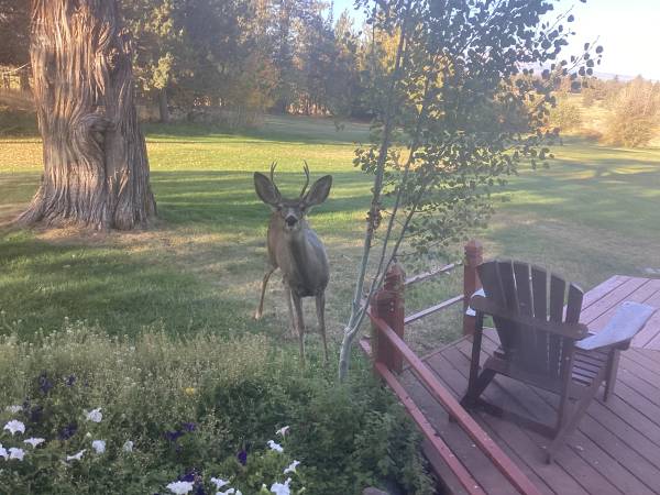 Rare Opportunity Reduced Rent 1