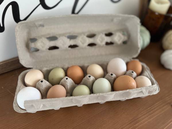Farm Fresh Rainbow eggs 🪺 1