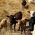 Angus cows 1 thumbnail