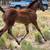 Aqha filly 2 thumbnail