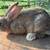 Bunnies 5 thumbnail
