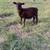 Sheep 1 thumbnail