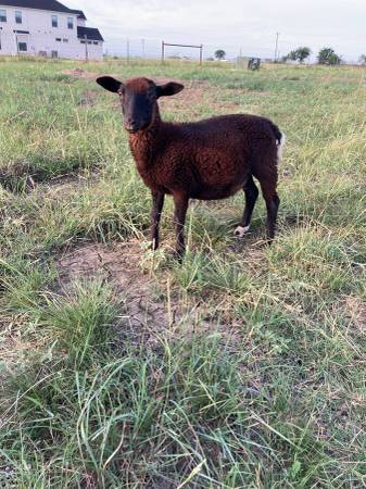 Sheep 1