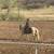Horse training 8 thumbnail