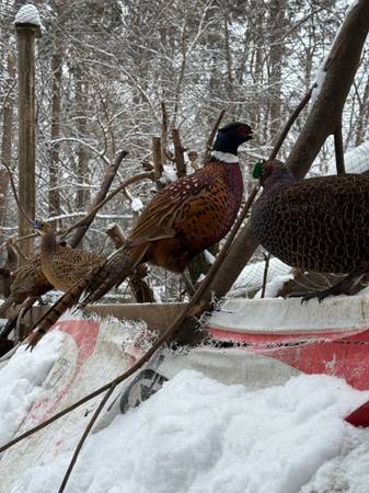 Ringneck & Melanistic pheasants 1