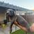 Cane corso puppies 1 thumbnail
