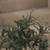 Artificial decorative olive tree arrangement 4 thumbnail