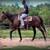 Cat • Kid-Safe Beginner-Safe Family Trail Mare 🐴💗 3 thumbnail