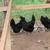 Ayam Cemani 3 thumbnail