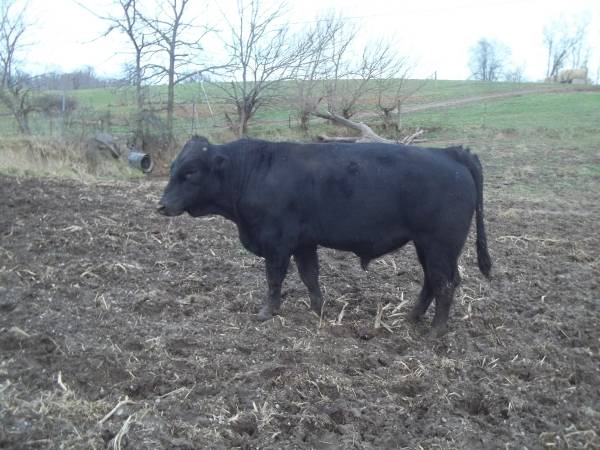 Reg Black Gelbvieh Bulls 1