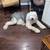 Old English sheepdog 5 thumbnail