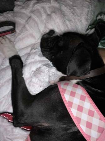 Boxer63693758254977121