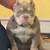 Bully pup 1 thumbnail