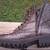 Guess Brown logo combat boots 2 thumbnail
