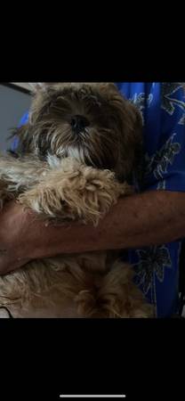 Peekapoo (Bristol)63697180790913123