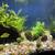 10 gal. Aquarium fish tank & stand, fully cycled + freshwater plants 4 thumbnail