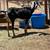 Nubian Goat-Buckling Registerable for sale 2 thumbnail
