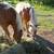 Two Halflinger Draft Horse ,both Mares 9 thumbnail
