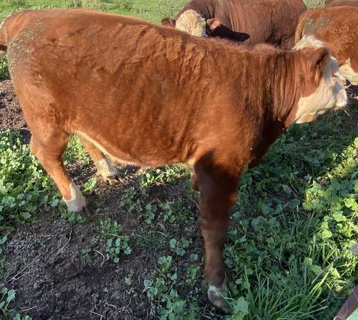 Grass fed beef steer 1