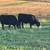 Five Simmental/Angus Bred Heifers and Simmental Bull 1 thumbnail
