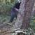 tree service, tree trimming, tree removal, tree topping, tree pruning 4 thumbnail