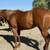 Stella – Sweet & Versatile Family Mare 4 thumbnail