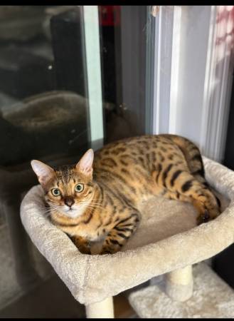 Male bengal kitten (Everett)63874561120771122