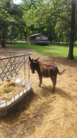 mini donkey 1