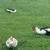 Muscovy ducks 3 thumbnail